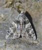 Catocala diversa